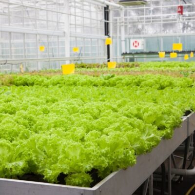 Importance of Introducing Hydroponic Farming Systems for Farmers Worldwide